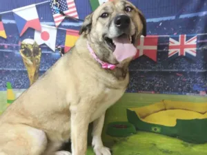 Cachorro raça SRD-ViraLata idade 3 anos nome Luna