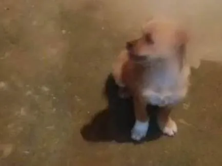 Cachorro ra a SRD-ViraLata idade 7 a 11 meses nome Toti