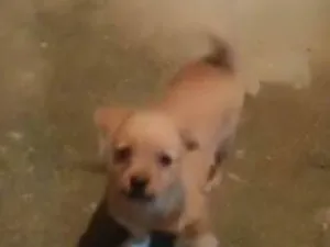 Cachorro raça SRD-ViraLata idade 7 a 11 meses nome Toti