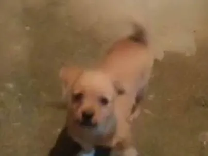 Cachorro ra a SRD-ViraLata idade 7 a 11 meses nome Toti