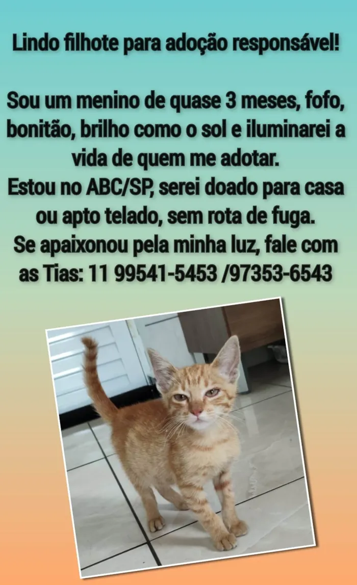 Gato ra a SRD-ViraLata idade 2 a 6 meses nome Filhotinho