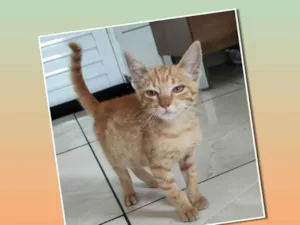 Gato raça SRD-ViraLata idade 2 a 6 meses nome Filhotinho