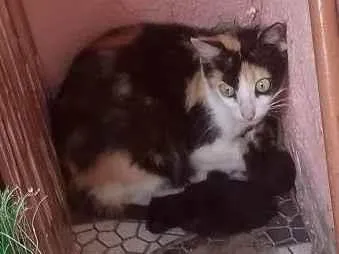 Gato raça SRD-ViraLata idade 6 ou mais anos nome Rajada 