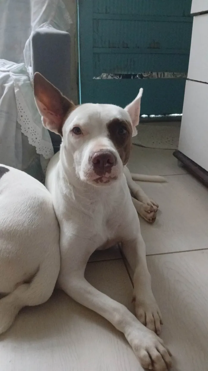 Cachorro ra a Pit-Bull idade 1 ano nome Rhela 