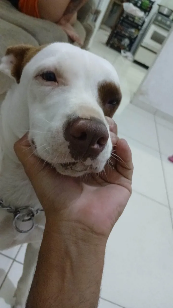 Cachorro ra a Pit-Bull idade 1 ano nome Rhela 