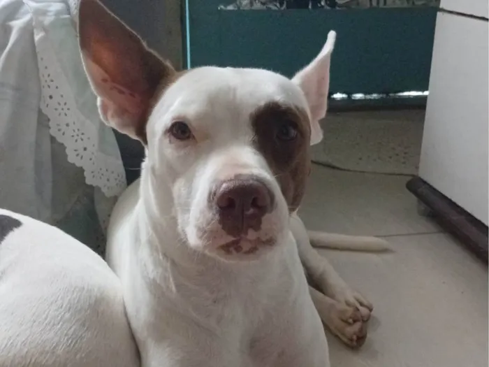 Cachorro ra a Pit-Bull idade 1 ano nome Rhela 