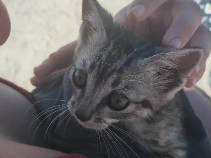 Gato ra a SRD-ViraLata idade 2 a 6 meses nome Gatinha sem nome