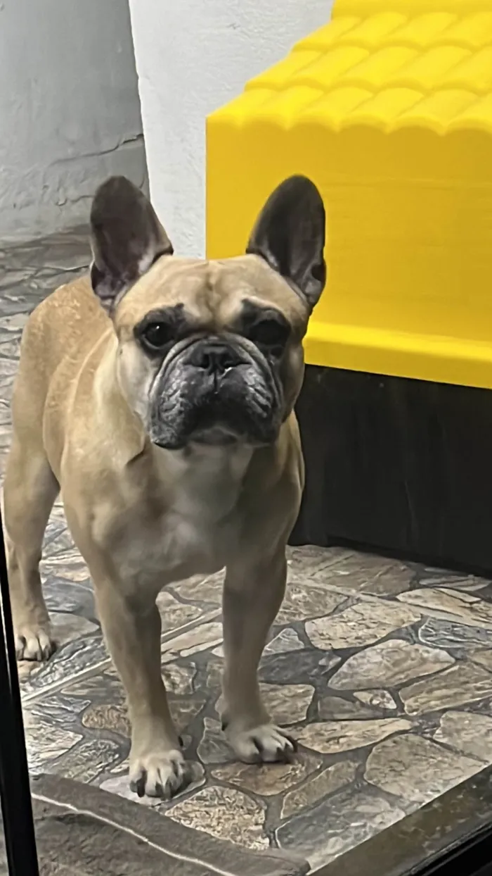 Cachorro ra a Bulldog idade 7 a 11 meses nome Simba