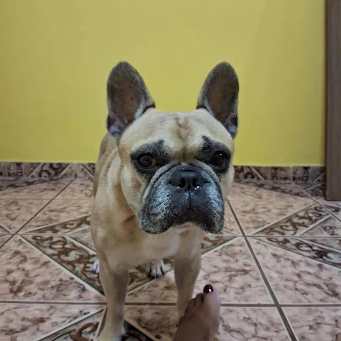 Cachorro ra a Bulldog idade 7 a 11 meses nome Simba