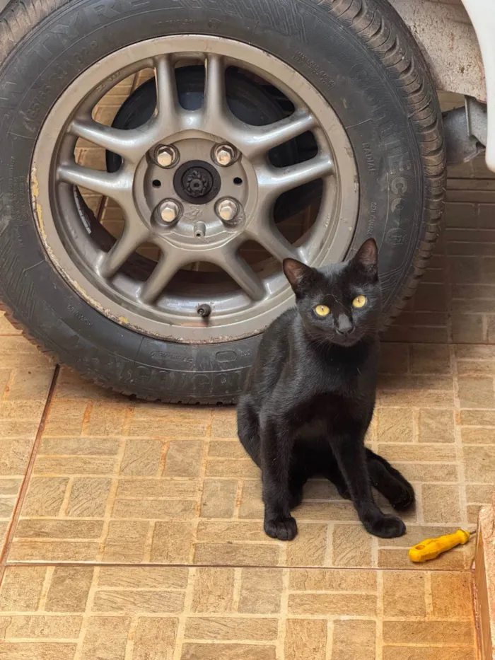 Gato ra a SRD-ViraLata idade 1 ano nome Sem nome 