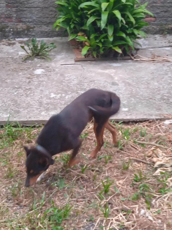 Cachorro ra a SRD-ViraLata idade 2 a 6 meses nome Giovana Geraldo 