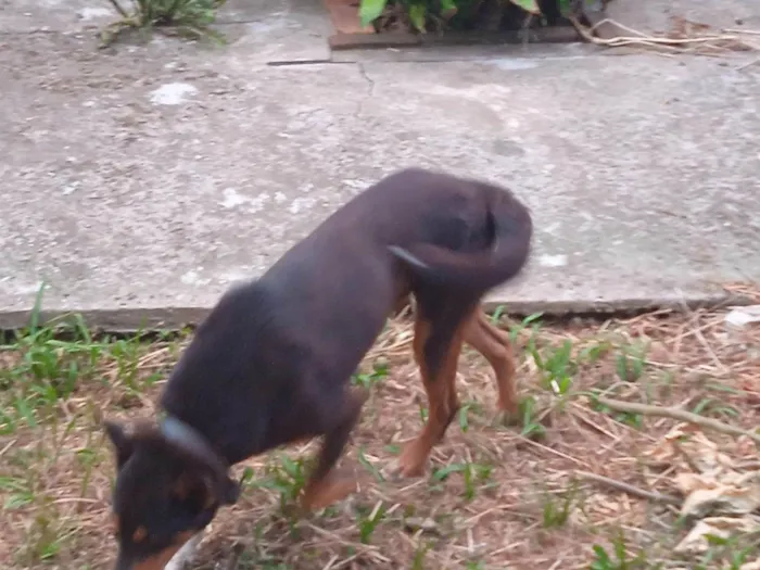 Cachorro ra a SRD-ViraLata idade 2 a 6 meses nome Giovana Geraldo 