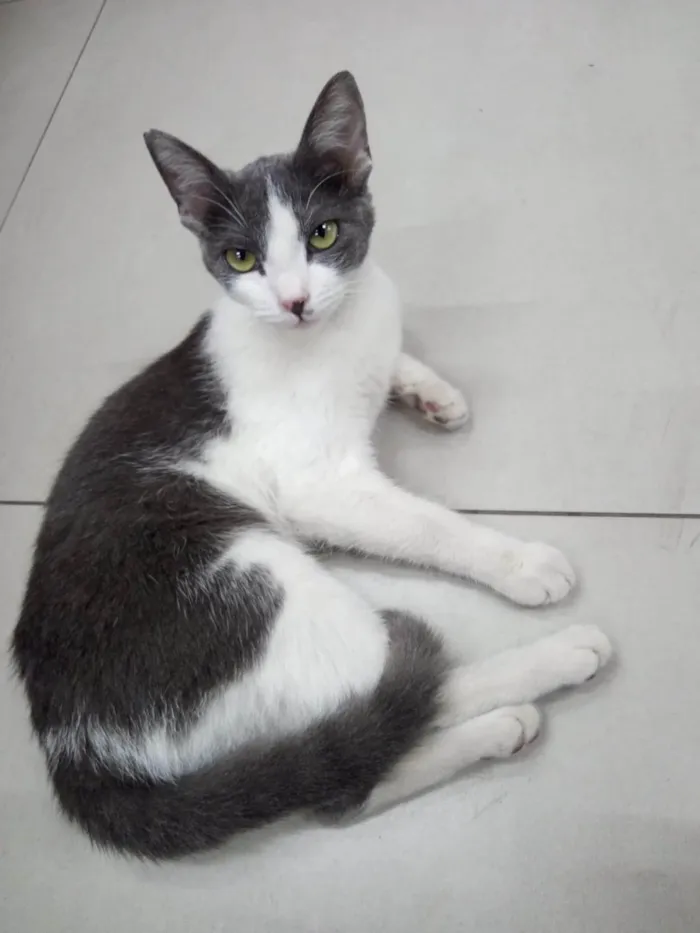 Gato ra a SRD-ViraLata idade 7 a 11 meses nome Ranah