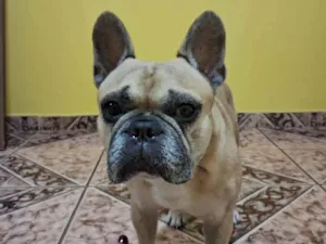 Cachorro raça Bulldog idade 7 a 11 meses nome Simba