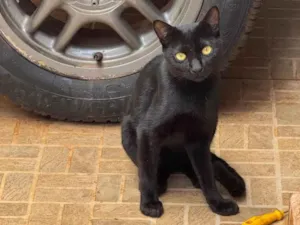 Gato raça SRD-ViraLata idade 1 ano nome Sem nome 