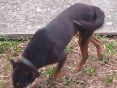 Cachorro raça SRD-ViraLata idade 2 a 6 meses nome Giovana Geraldo 