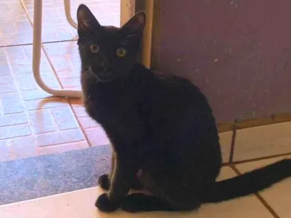 Gato raça SRD-ViraLata idade 1 ano nome Black 