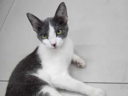 Gato raça SRD-ViraLata idade 7 a 11 meses nome Ranah