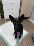 Túnica