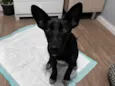 Túnica