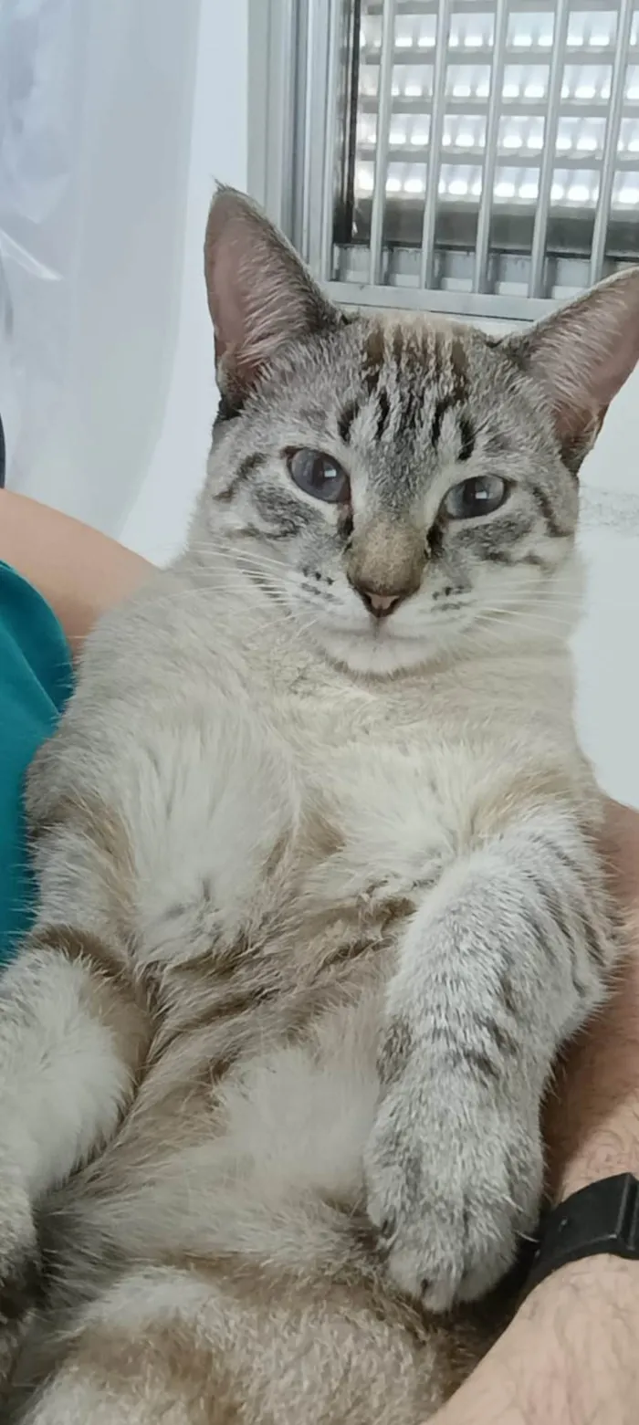 Gato ra a SRD-ViraLata idade 7 a 11 meses nome Fofuras