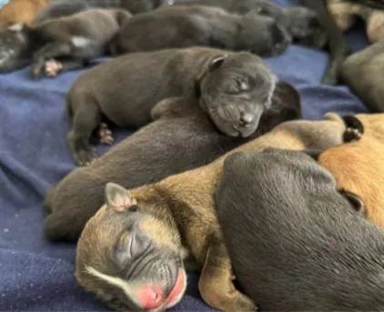 Cachorro ra a SRD-ViraLata idade Abaixo de 2 meses nome Ninhada Filhotes