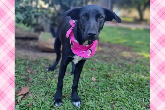 Cachorro ra a SRD-ViraLata idade 7 a 11 meses nome CHARLOTE 