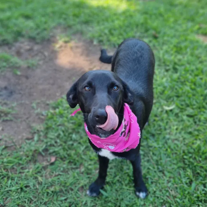 Cachorro ra a SRD-ViraLata idade 7 a 11 meses nome CHARLOTE 