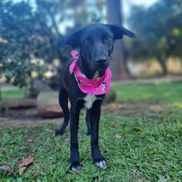 Cachorro ra a SRD-ViraLata idade 7 a 11 meses nome CHARLOTE 