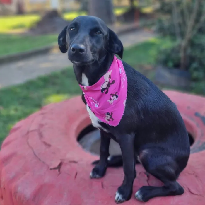 Cachorro ra a SRD-ViraLata idade 7 a 11 meses nome CHARLOTE 