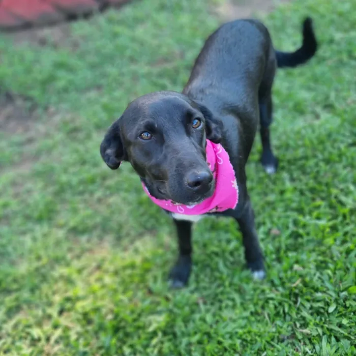 Cachorro ra a SRD-ViraLata idade 7 a 11 meses nome CHARLOTE 