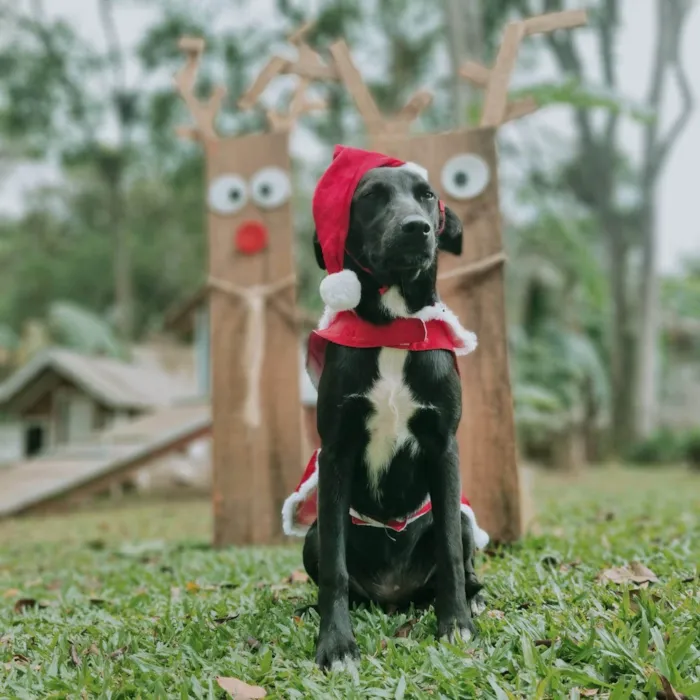 Cachorro ra a SRD-ViraLata idade 7 a 11 meses nome CHARLOTE 