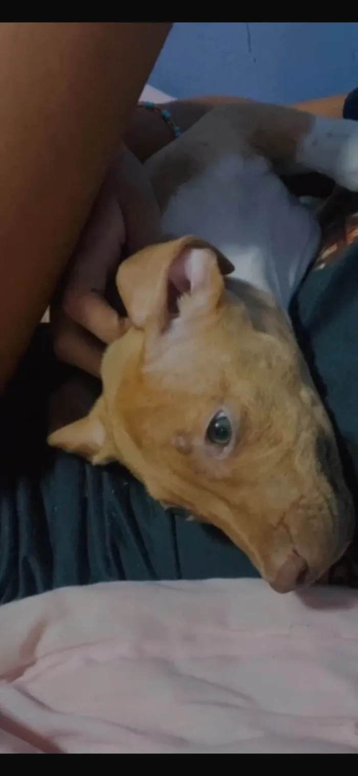 Cachorro ra a Pit-Bull idade 7 a 11 meses nome Duque