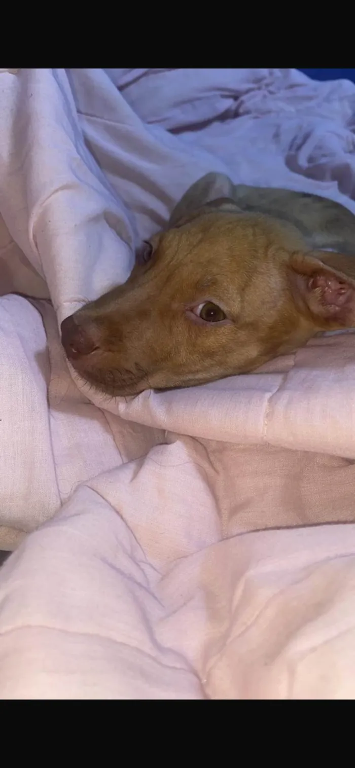 Cachorro ra a Pit-Bull idade 7 a 11 meses nome Duque