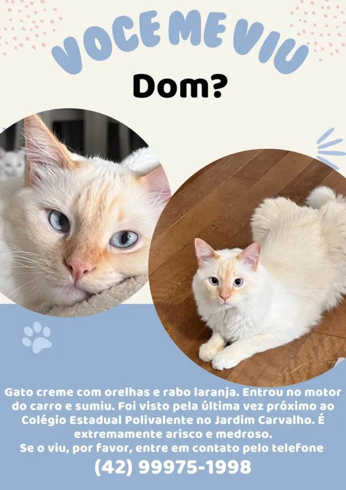 Gato ra a SRD-ViraLata idade 4 anos nome Dom