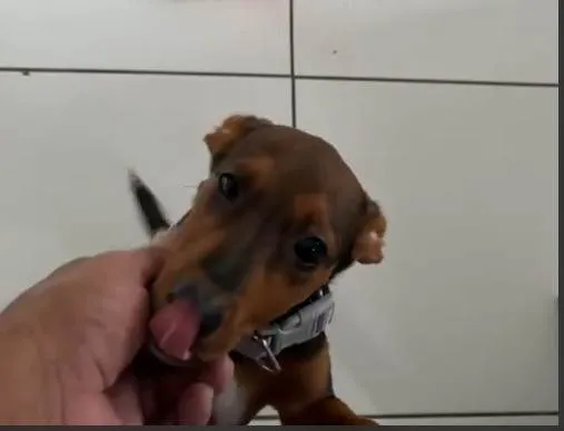 Cachorro ra a SRD-ViraLata idade 2 a 6 meses nome ISA