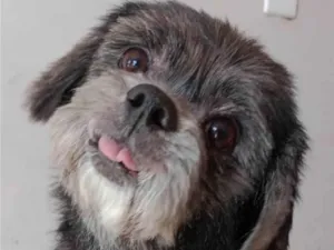 Cachorro raça Shitzu idade 6 ou mais anos nome Pitico