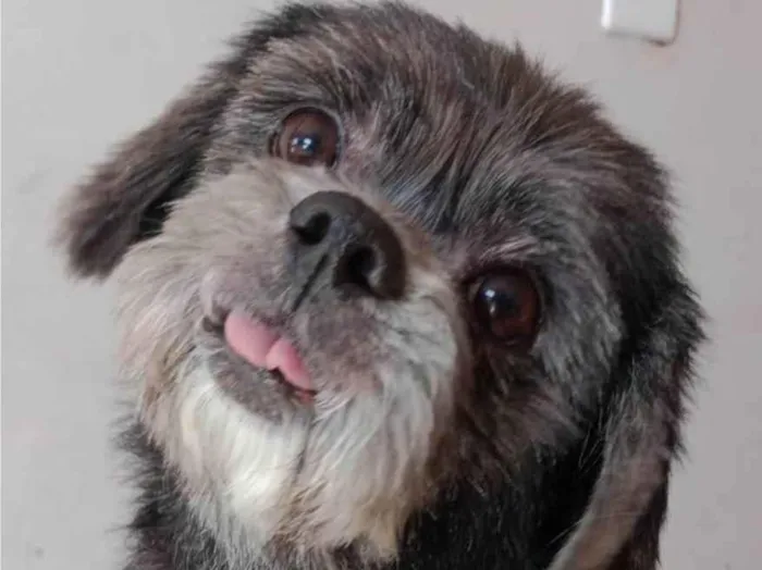 Cachorro ra a Shitzu idade 6 ou mais anos nome Pitico