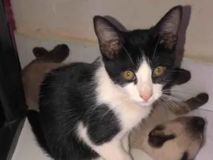 Gato raça SRD-ViraLata idade 2 a 6 meses nome Dominique 