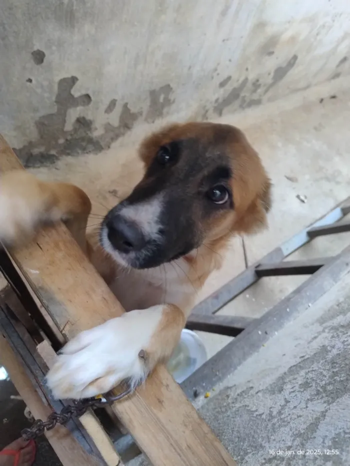 Cachorro ra a SRD-ViraLata idade 2 a 6 meses nome Belinha 