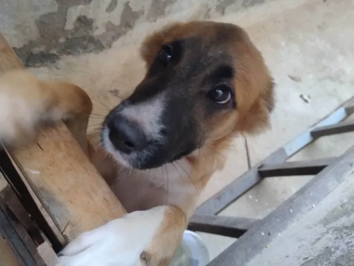 Cachorro ra a SRD-ViraLata idade 2 a 6 meses nome Belinha 