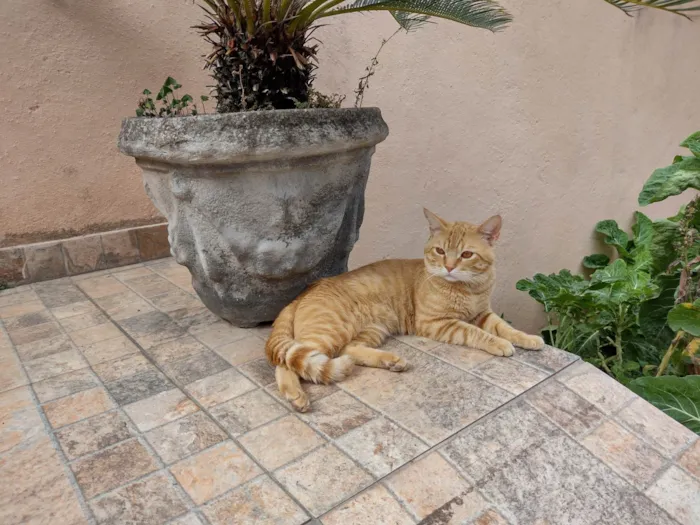 Gato ra a SRD-ViraLata idade 3 anos nome Luã 