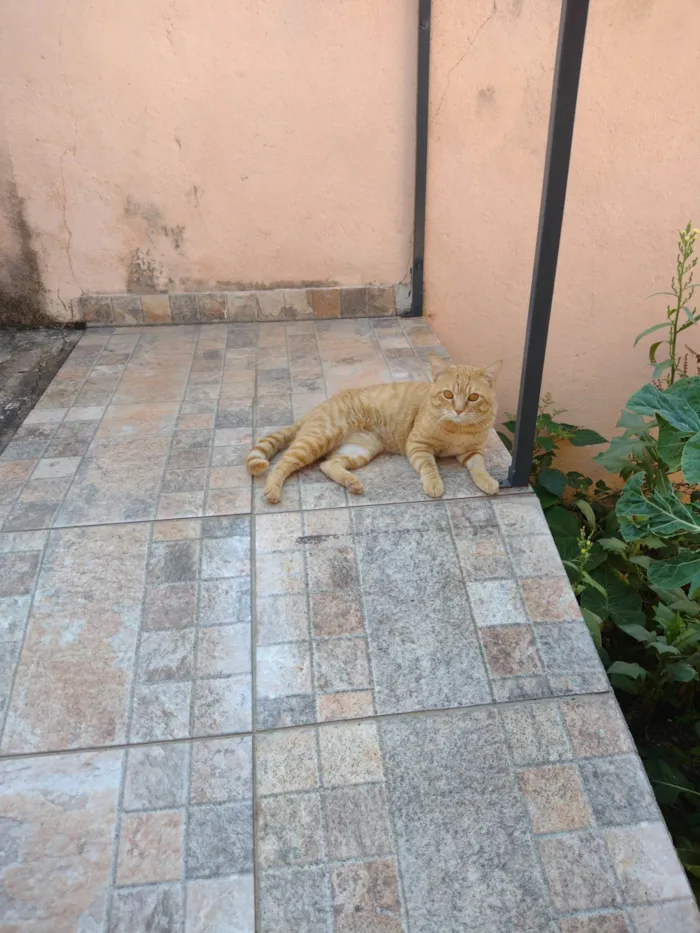 Gato ra a SRD-ViraLata idade 3 anos nome Luã 