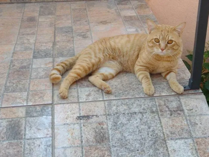 Gato ra a SRD-ViraLata idade 3 anos nome Luã 