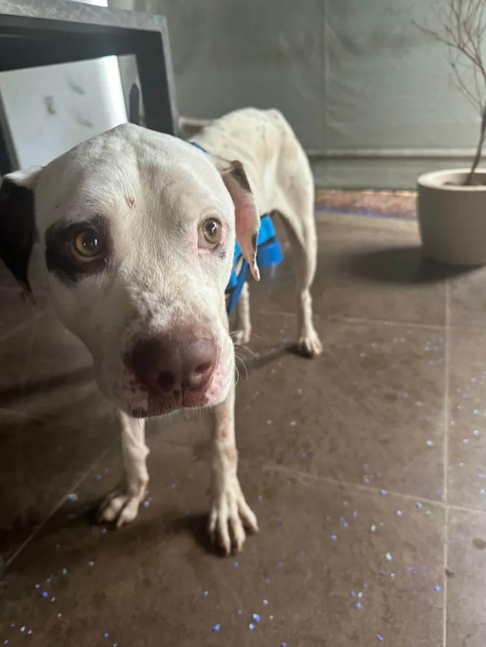 Cachorro ra a Pit-Bull idade 7 a 11 meses nome Carolica Cavalcante Rodrigues