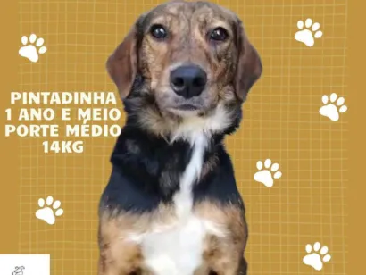 Cachorro raça SRD-ViraLata idade 1 ano nome Pintadinha 