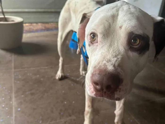 Cachorro ra a Pit-Bull idade 7 a 11 meses nome Carolica Cavalcante Rodrigues