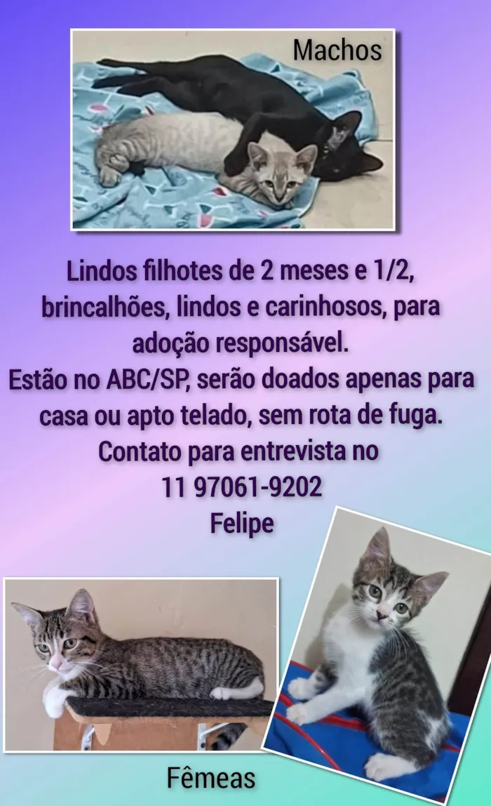 Gato ra a SRD-ViraLata idade 2 a 6 meses nome Filhotes