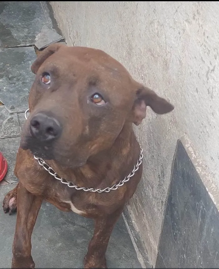 Cachorro ra a SRD-ViraLata idade 5 anos nome Toro