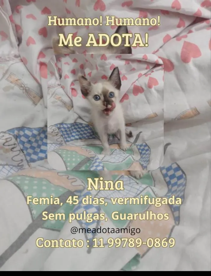 Gato ra a SRD-ViraLata idade 2 a 6 meses nome Fofuras